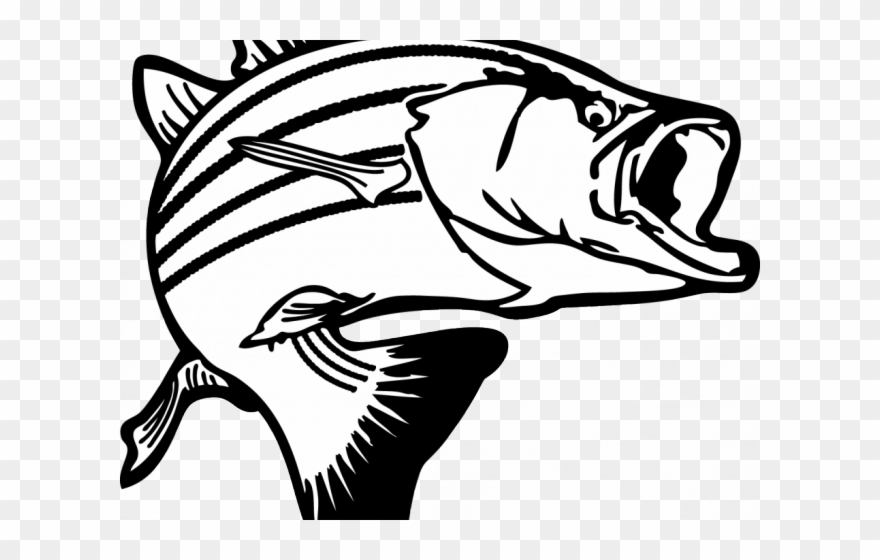 Skeleton Clipart Trout - Striped Bass Clip Art - Png Download