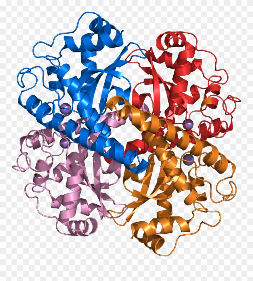 High Acyl Gellan Gum - Superoxide Dismutase Clipart