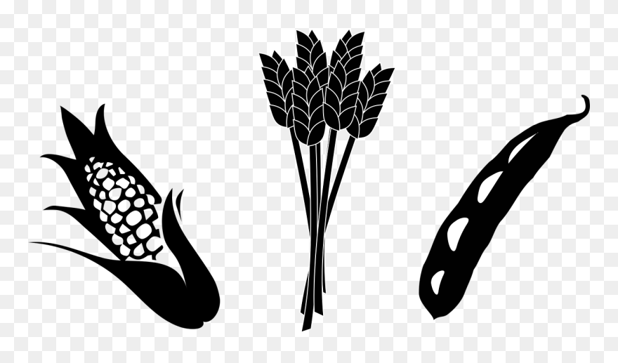 Corn Clipart Black And White - Soybean Clipart - Png Download