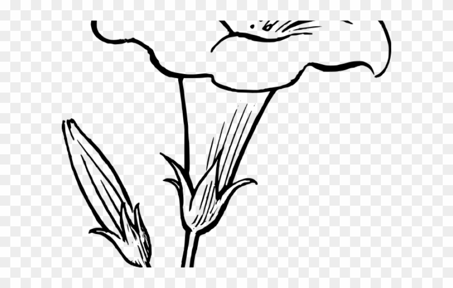 Morning Glory Clipart Garden Flower - Lily Flower Clipart Black And White - Png Download