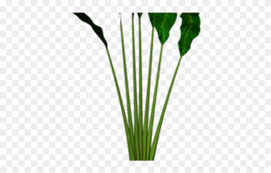 Pot Plant Clipart Container Gardening - Grass - Png Download