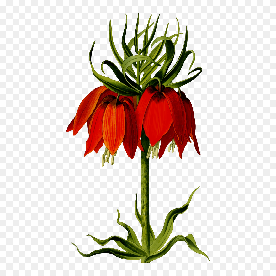 Flower Floral Design Drawing Computer Icons - Crown Imperial Flower Art Clipart