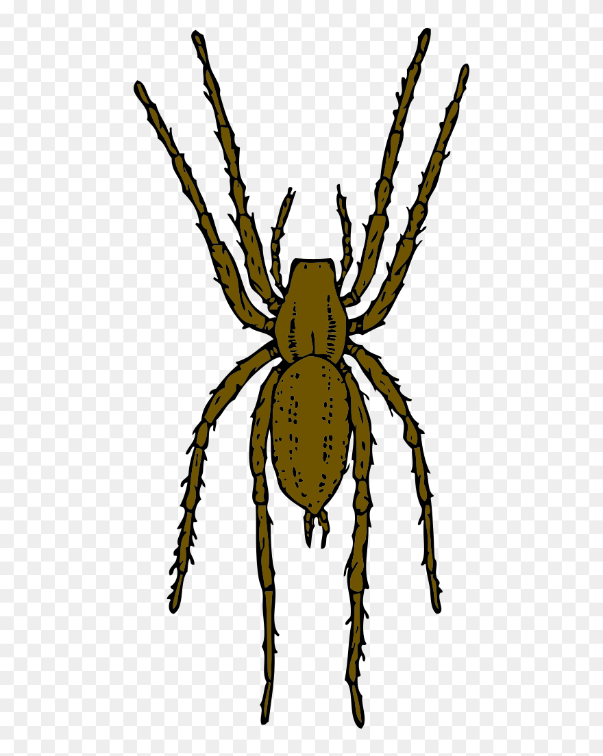 Brown Spider Clipart By Johnny Automatic - Spider Clip Art Realistic - Png Download