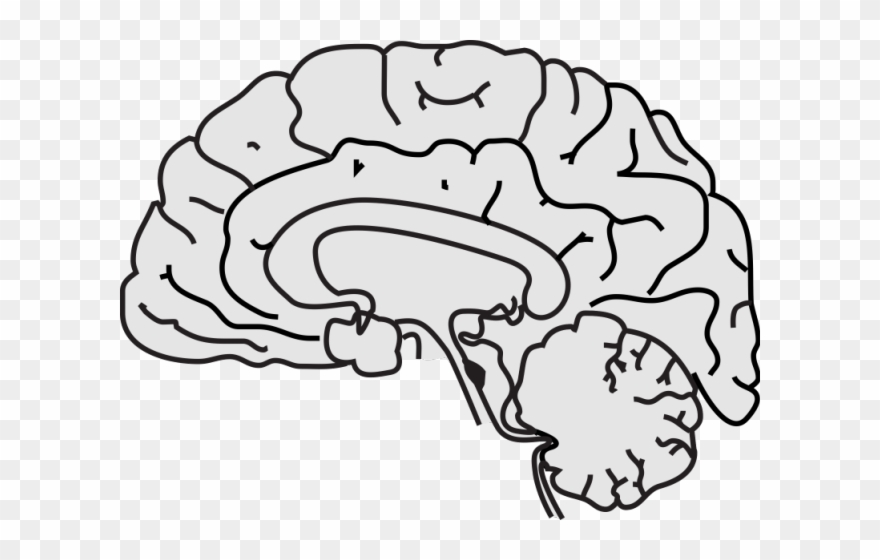 Brain Clipart Smoking - Simple Picture Of The Brain - Png Download