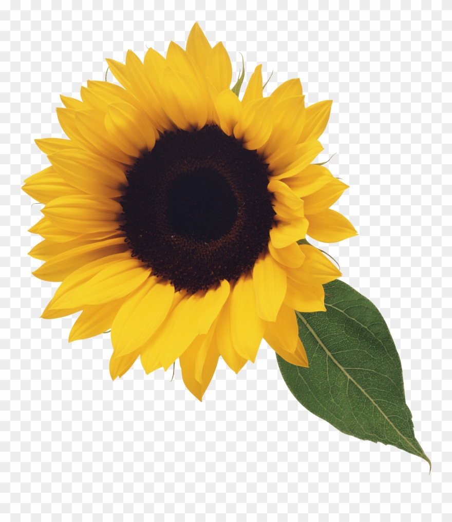 Sunflower Png Image Purepng Free Transpa Cc0 Png Image - Transparent Background Sunflower Clip Art