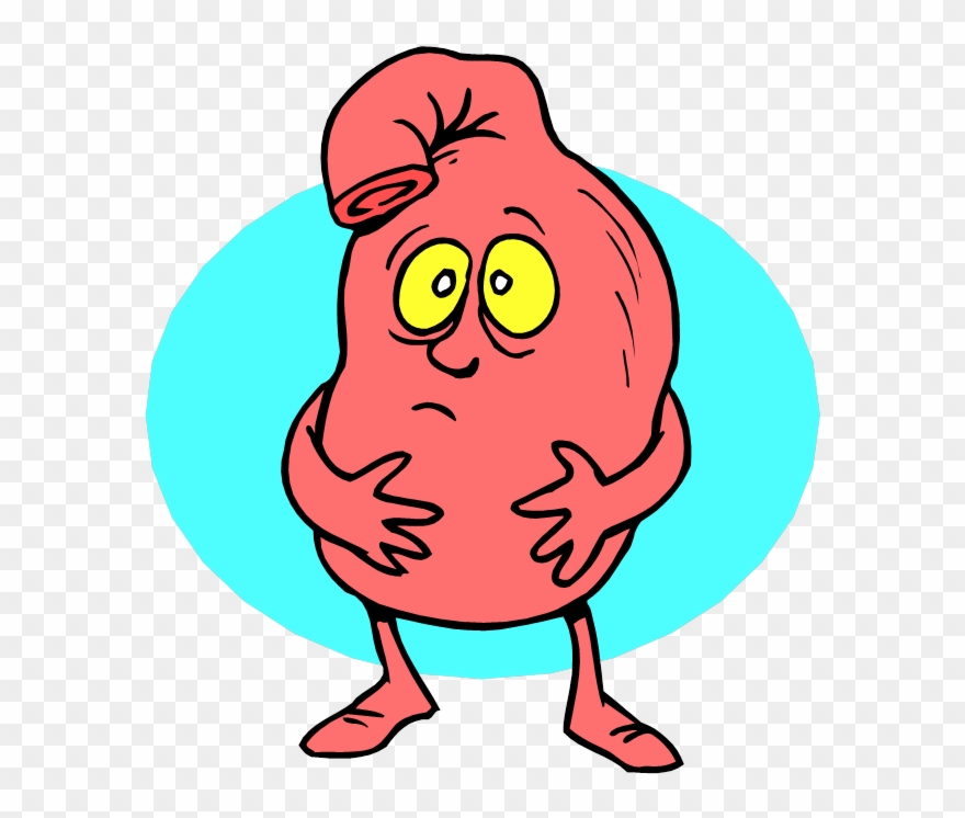 Stomach - “ - Stomach Cartoon Clipart
