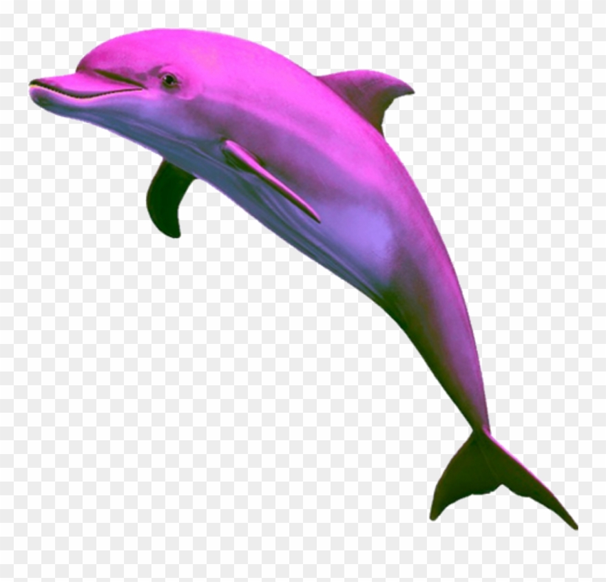 Aesthetic Dolphin Png Clipart