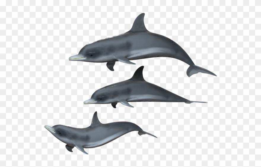 1024 X 638 1 - Transparent Background Dolphin Transparent Clipart