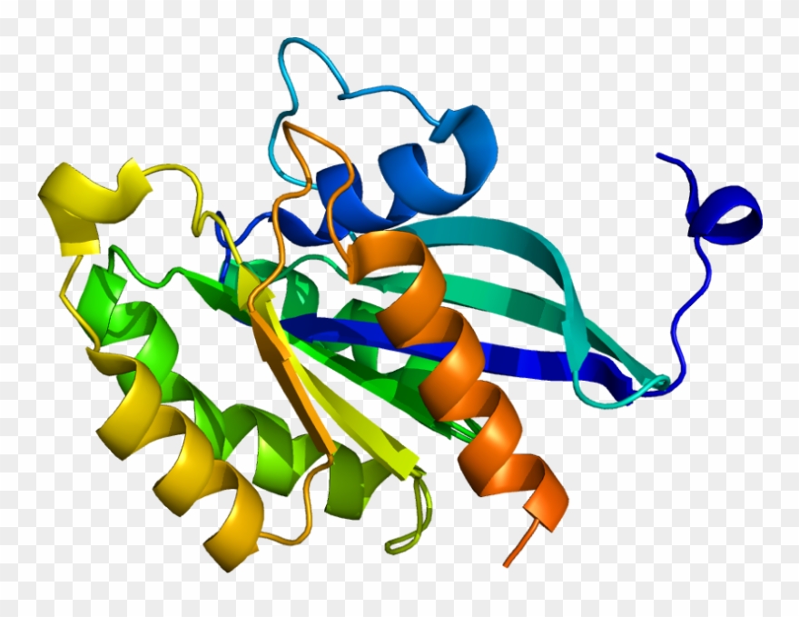 Protein Rab4a Pdb 1yu9 - Graphic Design Clipart