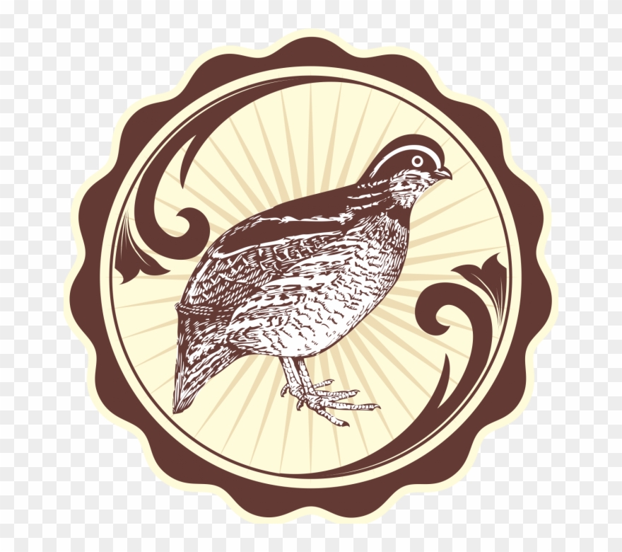 Burung Puyuh Png - Bobwhite Quail Drawing Clipart