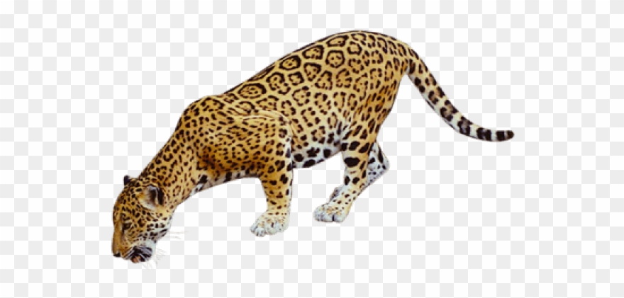 Jaguar Clipart Mammal Animal - Coyote Buttes, The Wave - Png Download