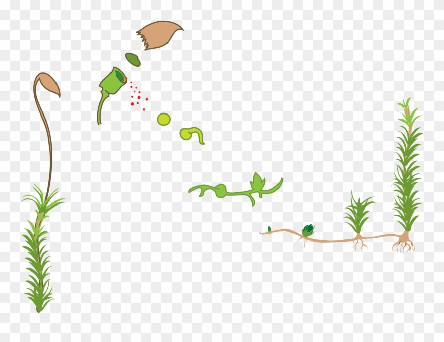 Moss Life Cycle Diagram , Png Download - Lesné Mikroorganizmy A Nekvitnúce Byliny Clipart