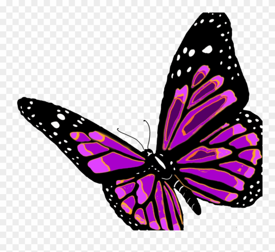 Butterfly Clipart