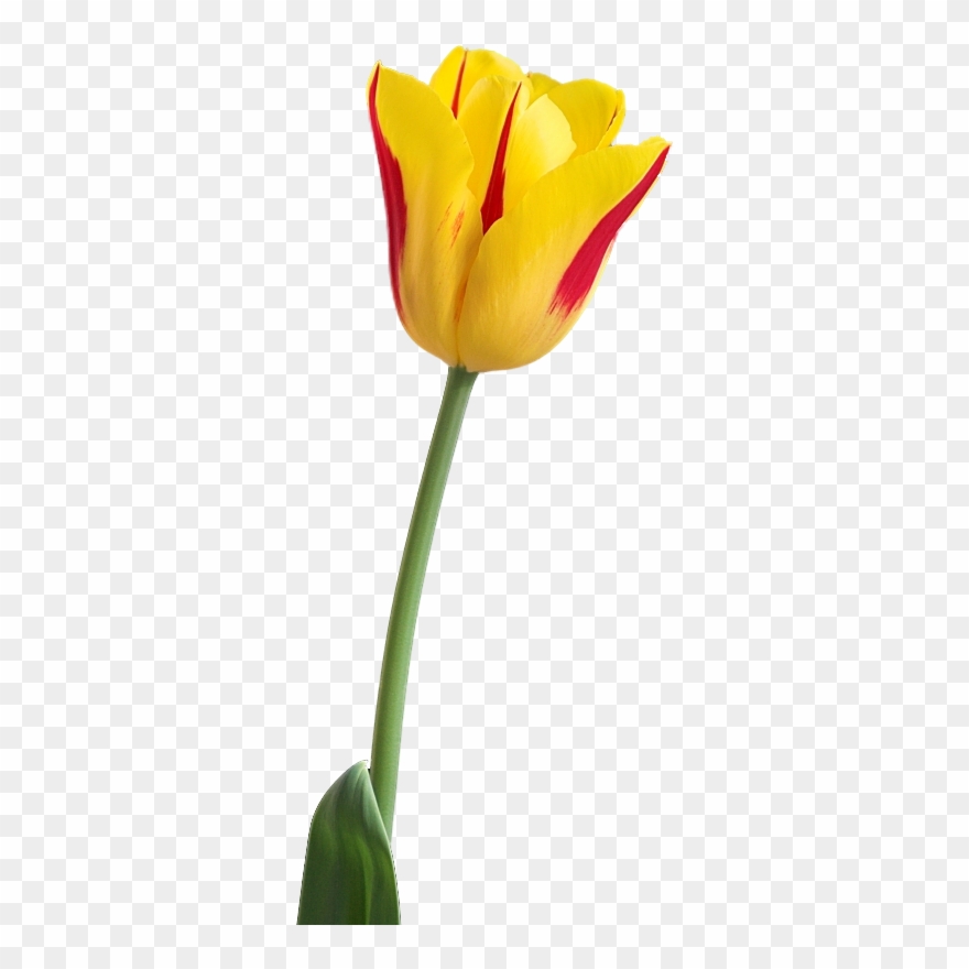 Yellow Tulip Png Image, Download Png Image With Transparent - Single Tulip Flower Png Clipart