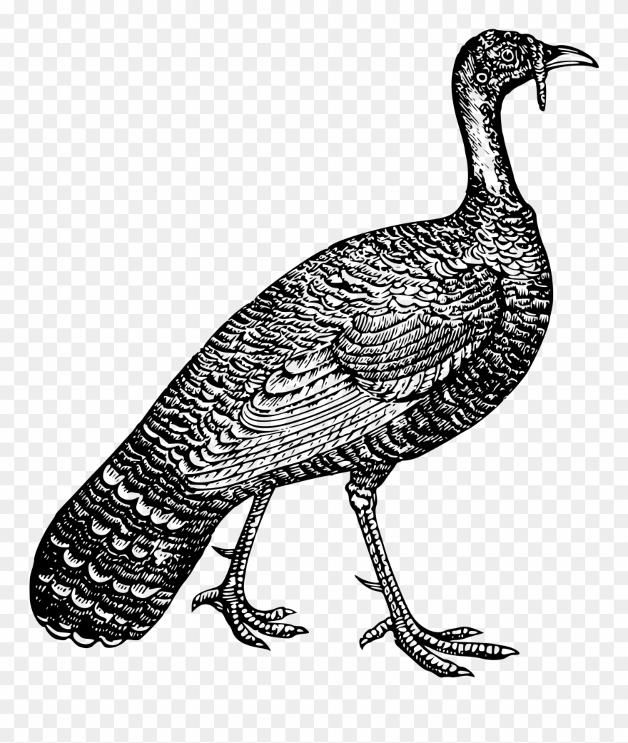 Big Image - Animais Que Parecem Galinha Clipart