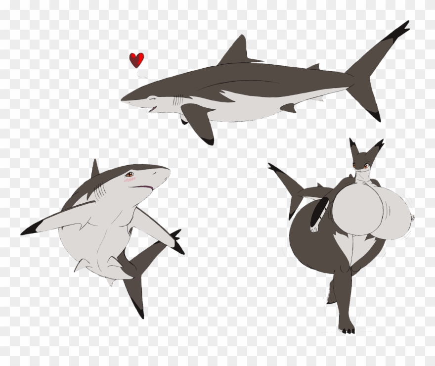 Clipart Freeuse Library Great White Chondrichthyes - Great White Shark - Png Download