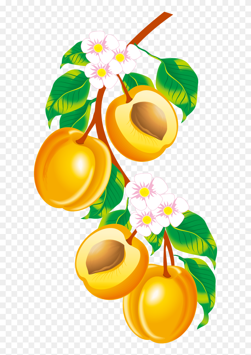 Peach Fruit, Clip Art, Illustrations, Pictures - Fruits Vector - Png Download