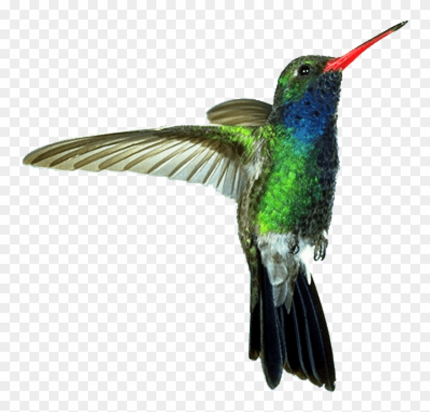 Free Png Download Hummingbird Red Green Png Images - Humming Bird Png Clipart
