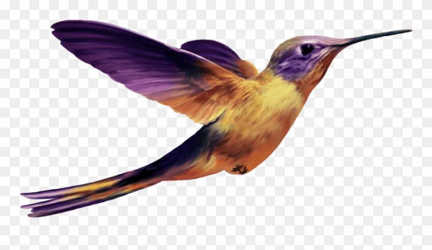 Free Png Download Hummingbird Png Images Background - Oiseaux Violets Png Clipart