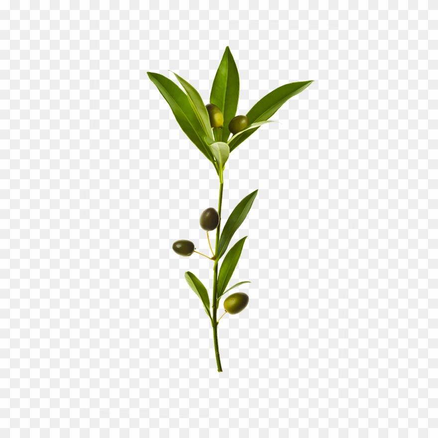 Branch Leaf Transprent Png - Branche D Olivier Png Clipart