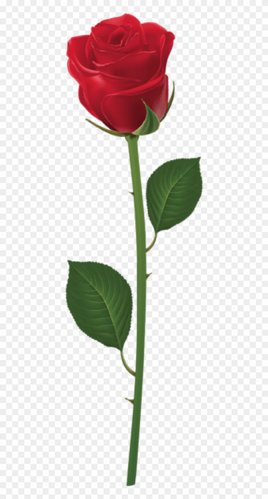 Free Png Rose With Stem Red Png Png Images Transparent - Orange Rose With Stem Clipart