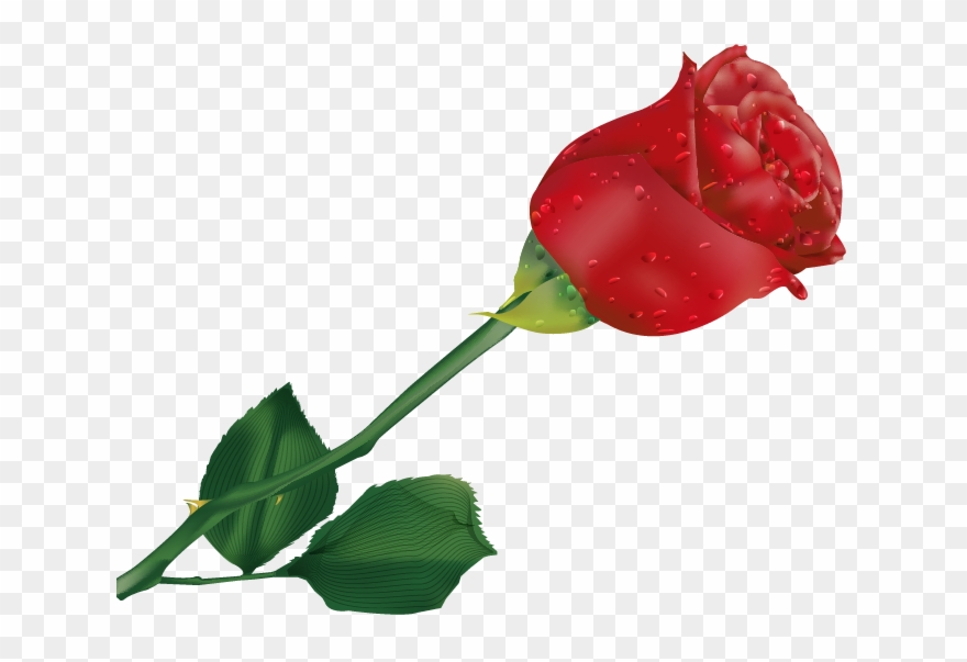 Beautiful Single Rose Flower - Free Vector Rose Clipart