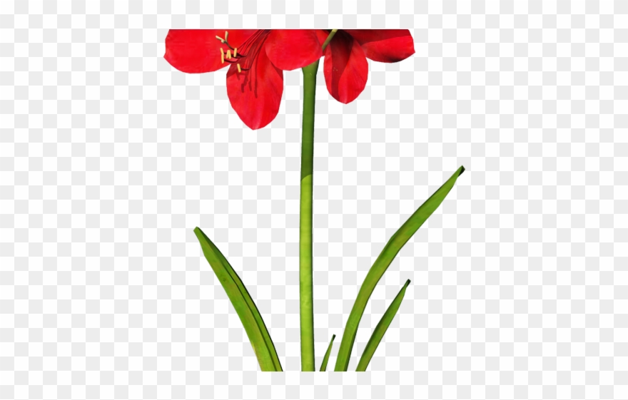 Amaryllis Flower Cliparts - Hippeastrum - Png Download