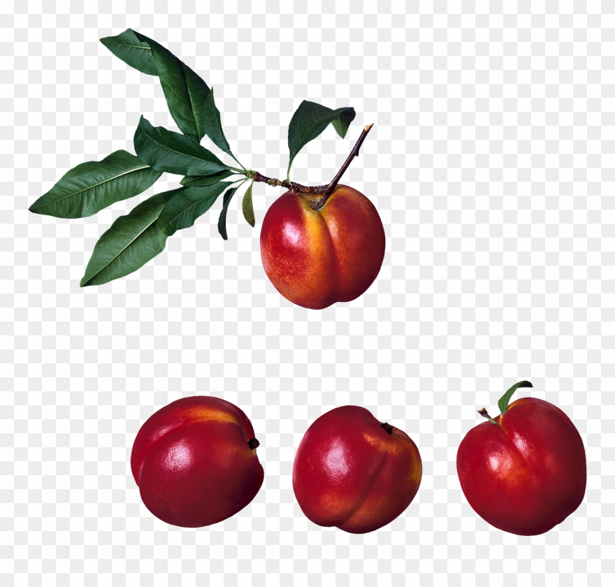 Download - Apple Clipart