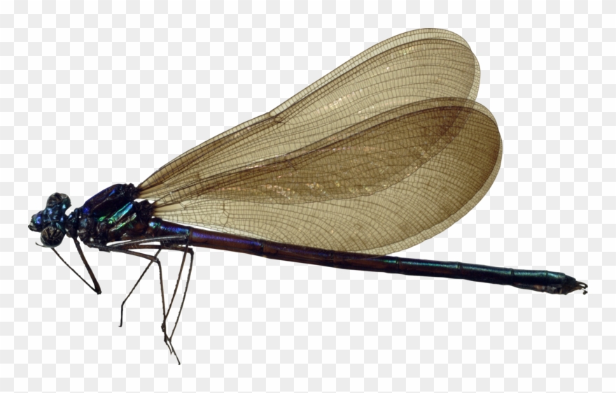 Dragonfly Transparent Images Png - Dragonfly Png Clipart