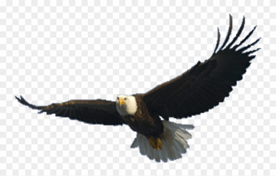 Free Png Download Eagle Png Images Background Png Images - Flying Eagle Png Clipart