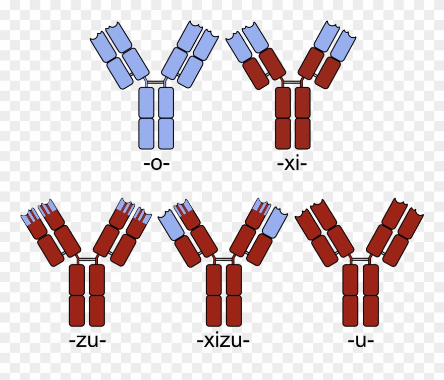 Open - Chimeric Antibody Clipart