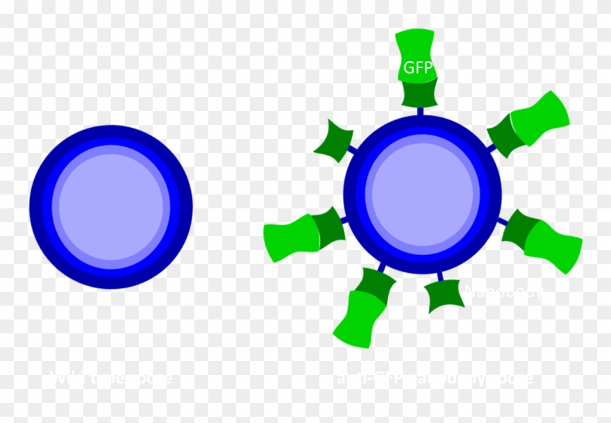 Results - Binding - Circle Clipart