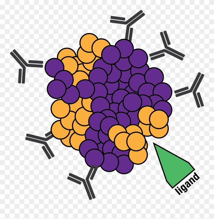Natual Immune Reaction Clipart