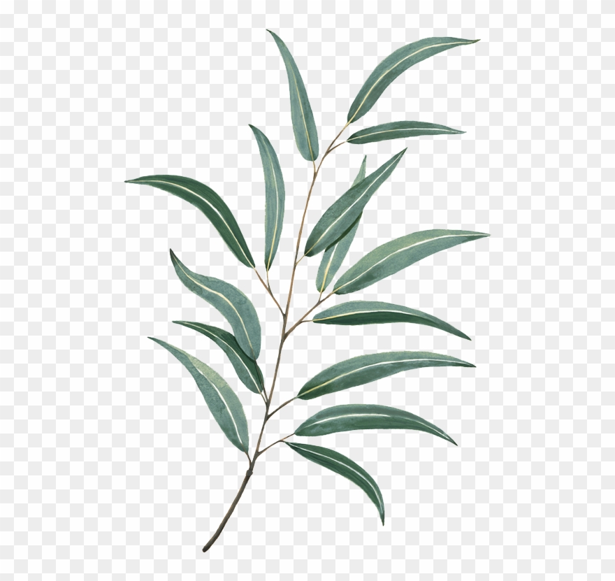 Tattoo Leaf Leaves Watercolor Painting Drawing Clipart - Watercolor A Leaf Png Transparent Png