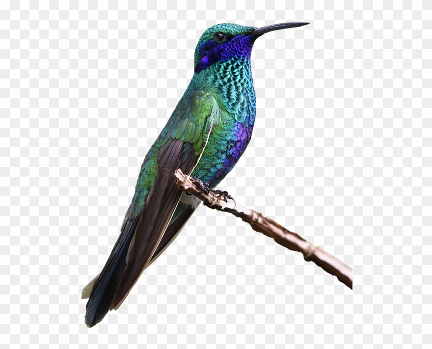 Hummingbird Png Free Images - Ruby-throated Hummingbird Clipart