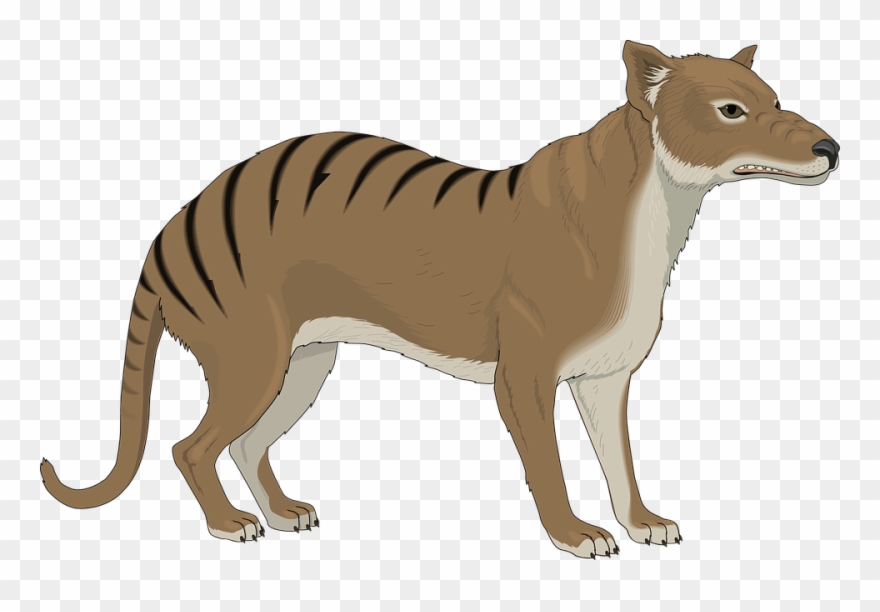 Tasmanian Tiger Png - Thylacine Clipart Transparent Png