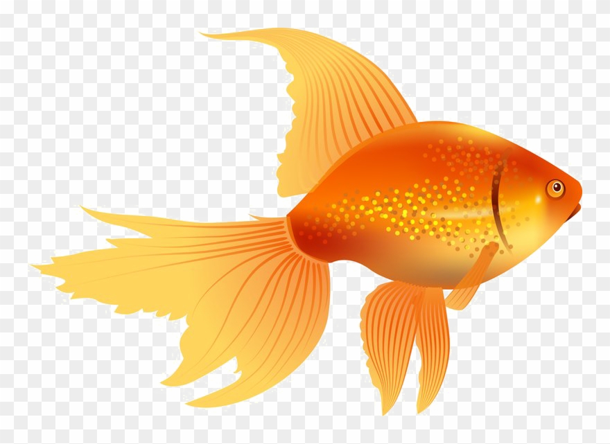 Goldfish Image Free Download Image - Gold Fish Vector Clipart