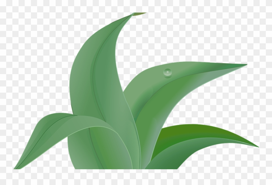 Weed Vector Graphics Pixabay Download Free Images - Plants Leaves Png Clipart