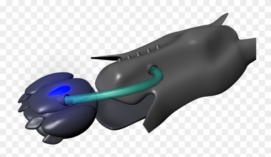 Designer With A Experience With Tools Such As Maya, - Marine Mammal Clipart