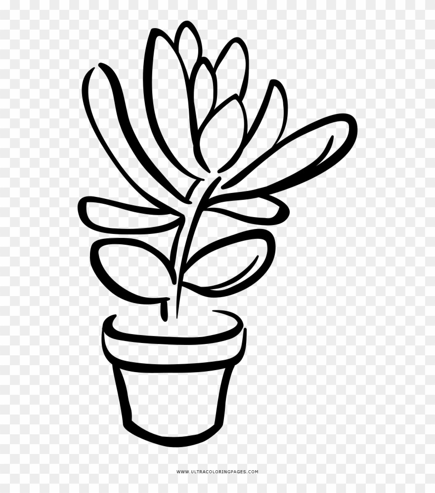 Succulent Coloring Page - Succulent Clipart Black And White - Png Download