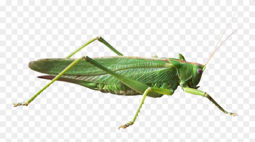 Grasshopper Png - Grasshopper Transparent Background Clipart
