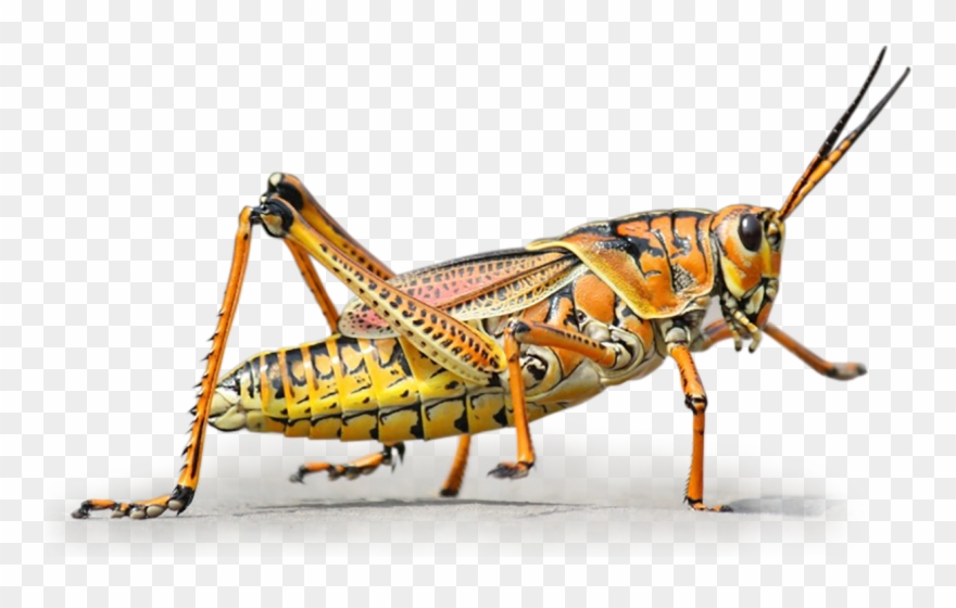 Colorato Big Png Novel Food Ⓒ - Grilli Colorati Clipart