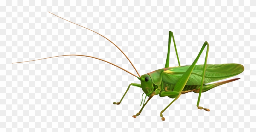 Grasshopper Clipart Without Background - Насекомые На Прозрачном Фоне - Png Download