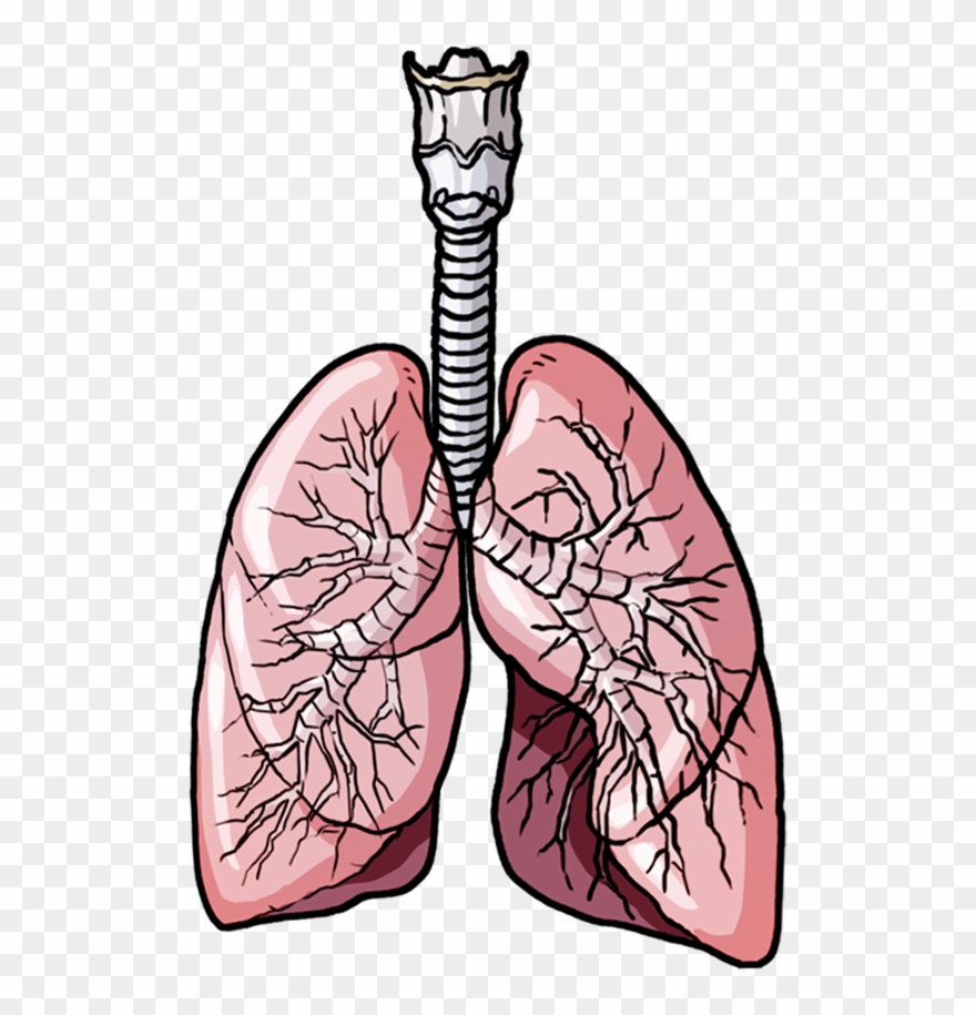 Female Respiratory System - Apple Clipart