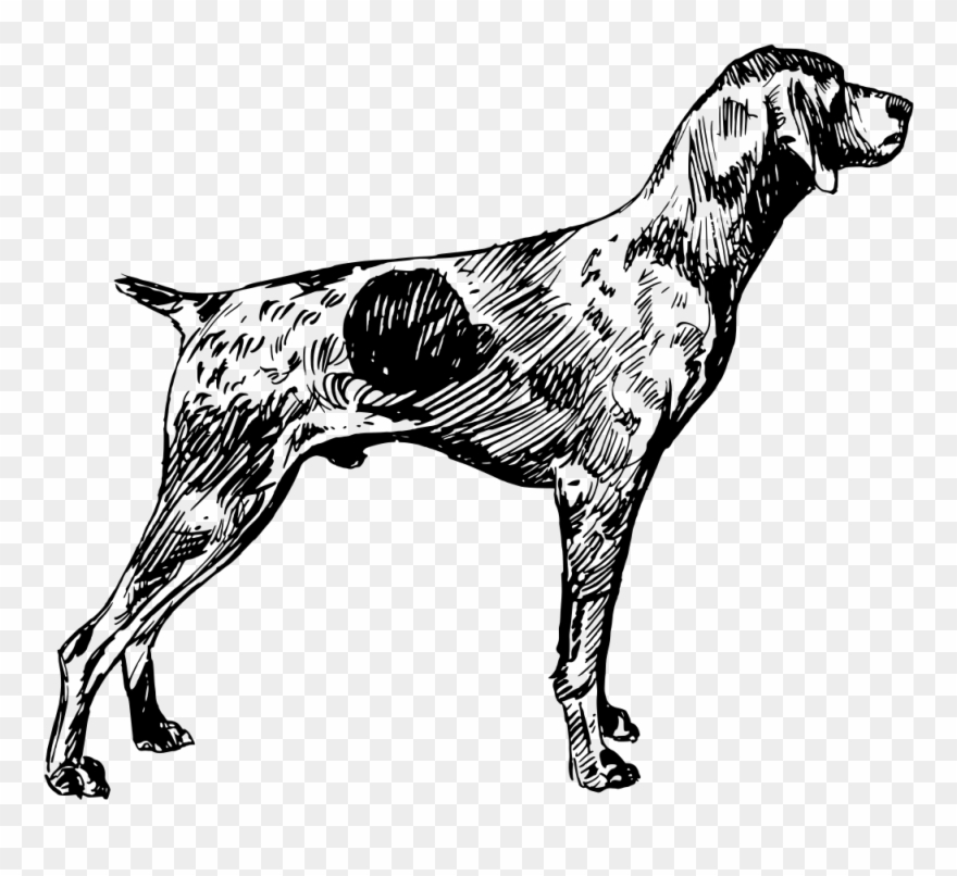 Shorthaired German Pointer Silhouette Clip Art - German Shorthaired Pointer Black And White Clipart - Png Download