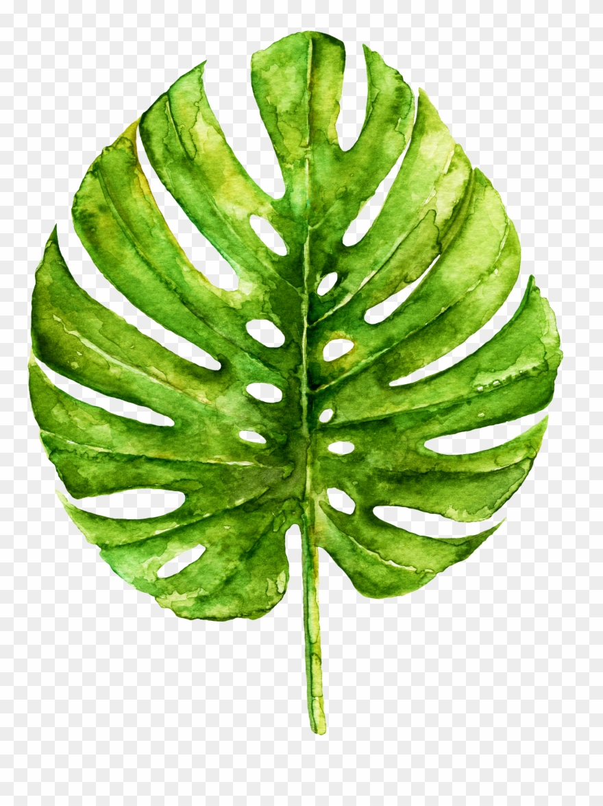 Monstera Drawing Botanical Illustration Clipart
