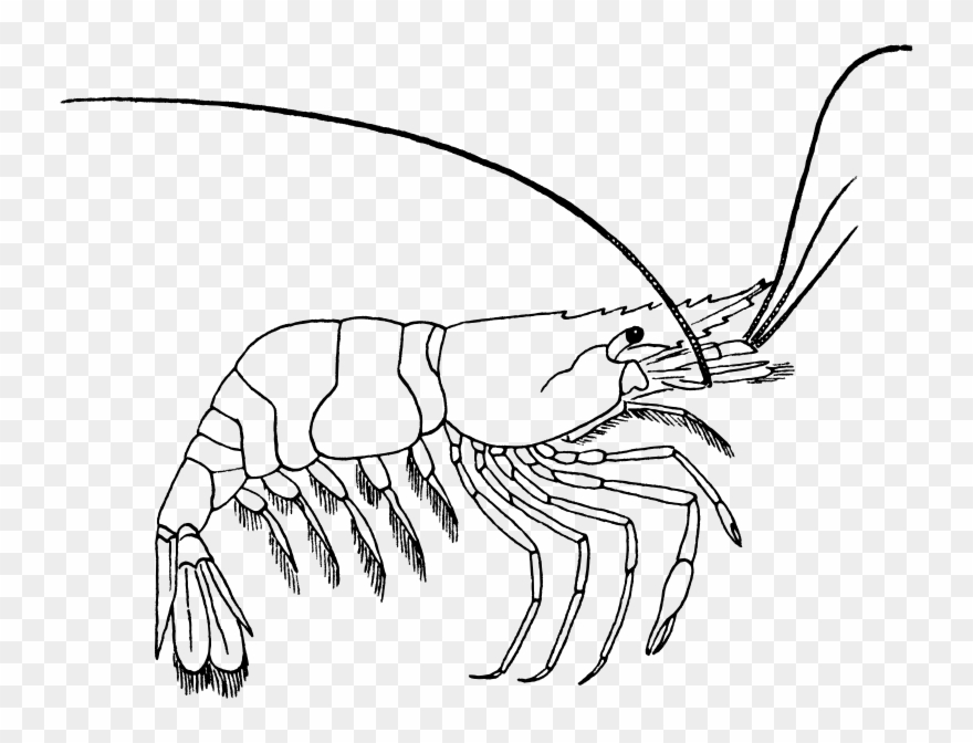 Medium Image - Shrimp Clipart Black And White - Png Download