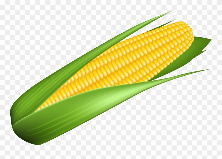 Corn Transparent Image Corn Kernels Clipart (3722946) PinClipart