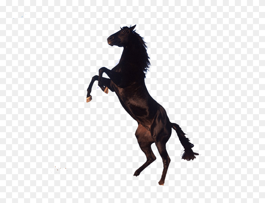 Horse Png - Horse With No Background Clipart