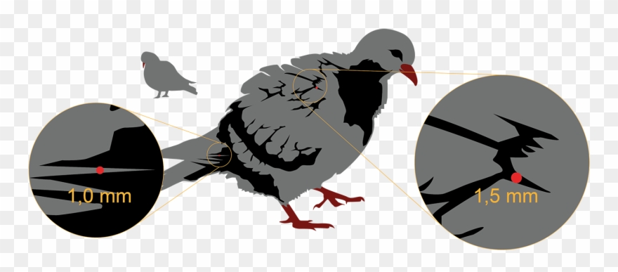 1540 X 600 6 - Turkey Clipart